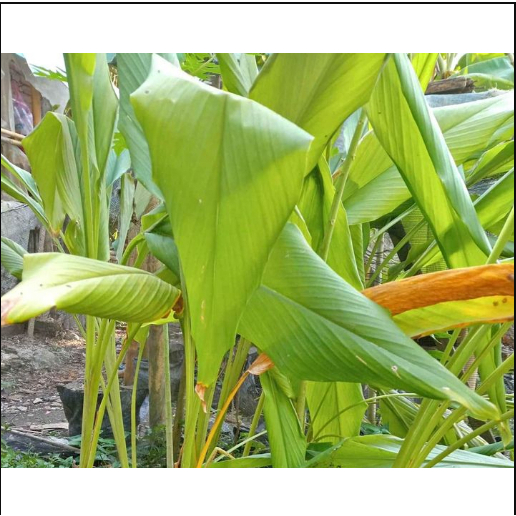 

Daun kunyit segar bumbu masakan dipetik saat order masuk