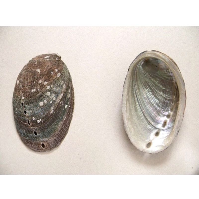 

10 G 50 GR 100 GRAM 石决明 SHI JUE MING ABALONE SHELL CONCHA HALIOTIDIS