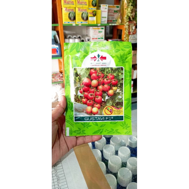 Benih bibit tomat GUSTAVI F1 1750 butir