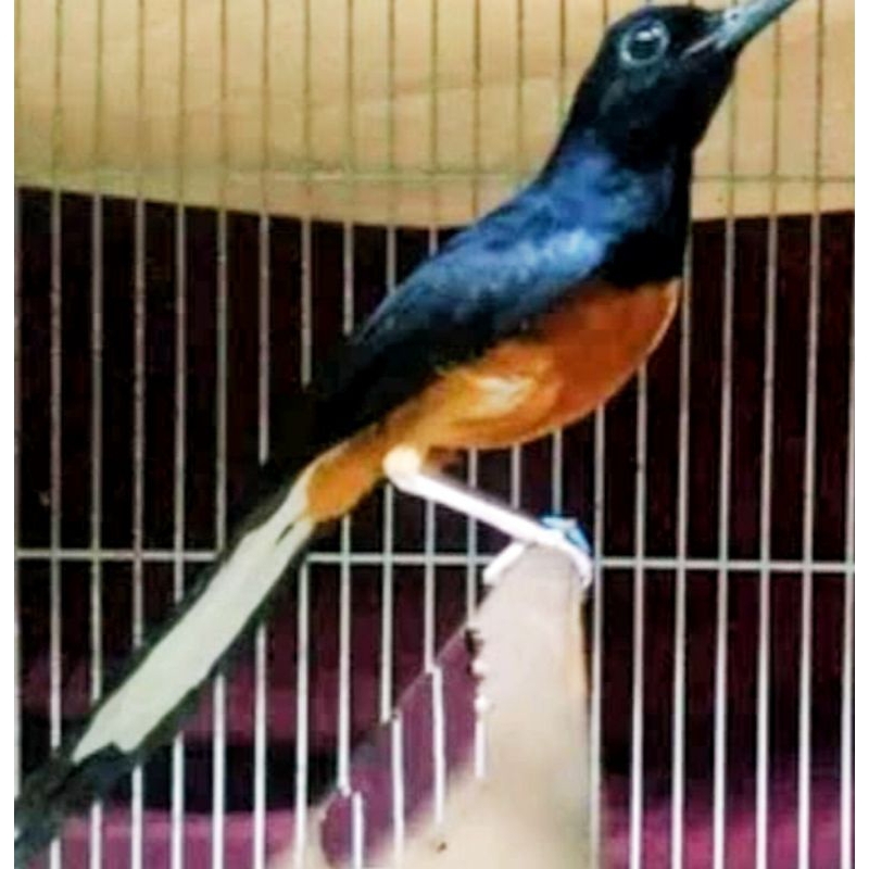 BURUNG MURAI PALANGKA