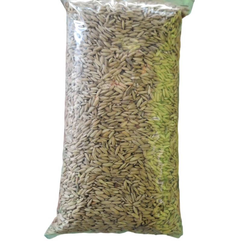 pakan ayam GABAH MERAH , pakan ayam bangkok aduan