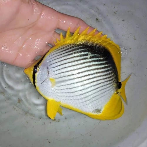 Kepe Milano / Melanostus Butterflyfish / Ikan Hias Air Laut / Tankmate Nemo