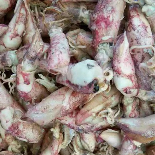 

BRKG8764 ✓ Cumi asin 100 gram