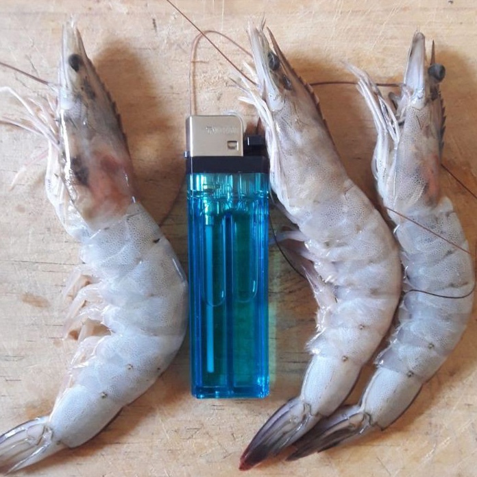 

HDLM6117 9.9 BRANDS FESTIVAL udang vaname besar