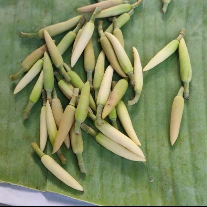 kembang kantil kuning kuncup asli