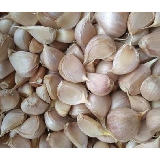 

WKNZ9948 【MEGA SALE】 Bawang Putih Kating Bersih 500 gr