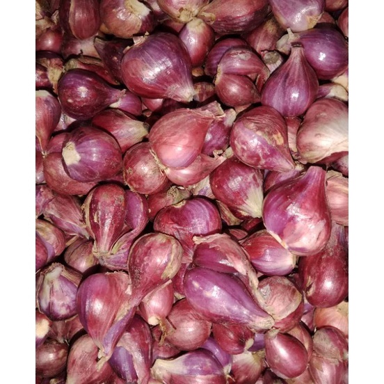 

MPKC7714 Terlaris BAWANG MERAH BREBES ASLI SUPER 1kg