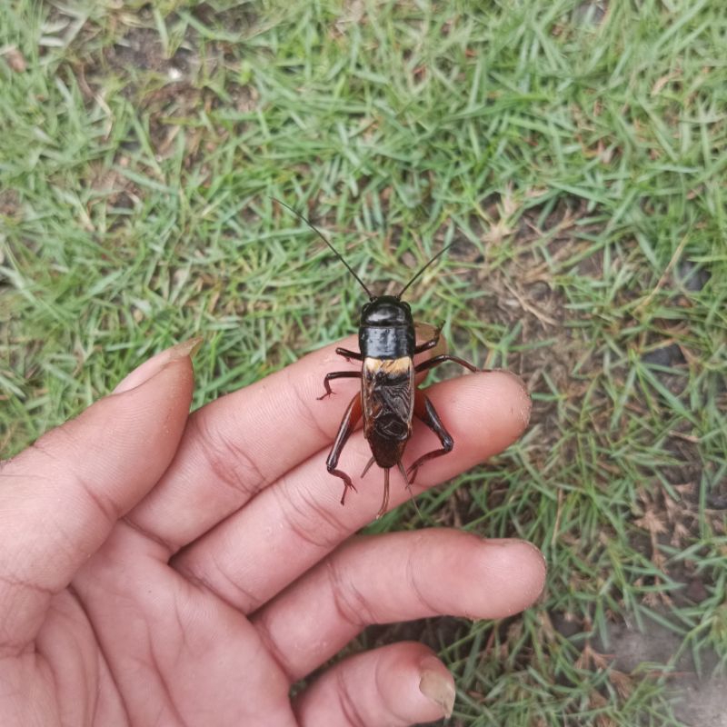 JANGKRIK SUNGON JERABANG ADUAN