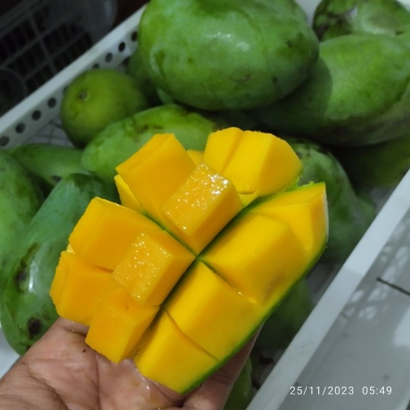 

mangga harummanis