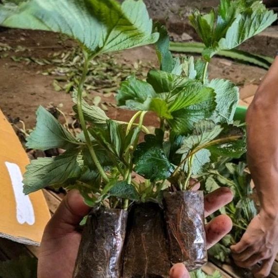 DIARY PETANI - Bibit Strawberry Jenis Sagahonoka Mewah