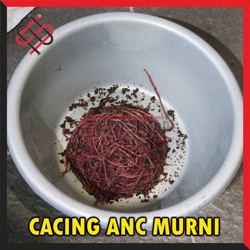 Cacing tanah ANC / Lumbricus umpan pancing dan pakan burung unggas