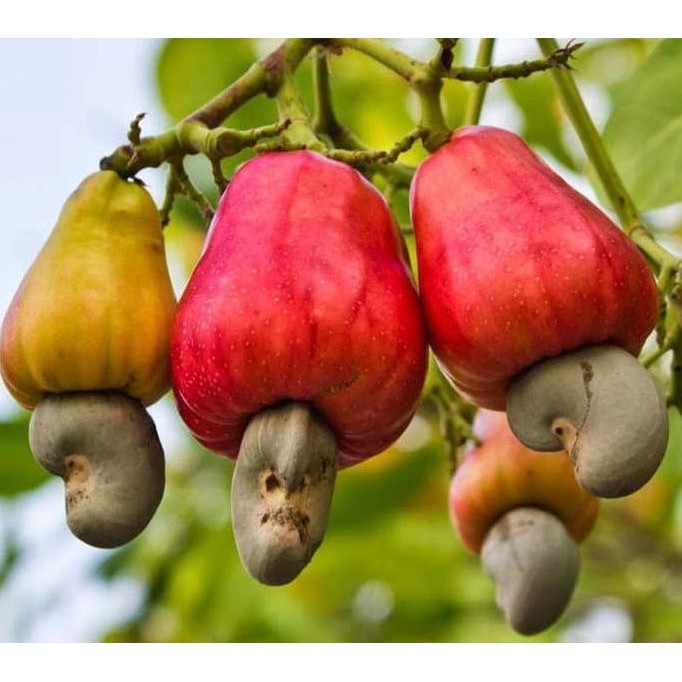 COD BIBIT TANAMAN MURAH BIBIT BUAH JAMBU AIR MONYET/BIBIT TANAMAN BUAH-BUAHAN