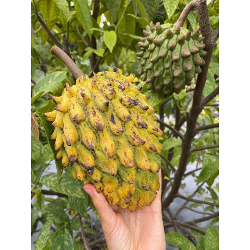 Bibit Tanaman srikaya biriba/ srikaya jumbo