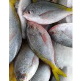 

IKAN EKOR KUNING _ 500GR