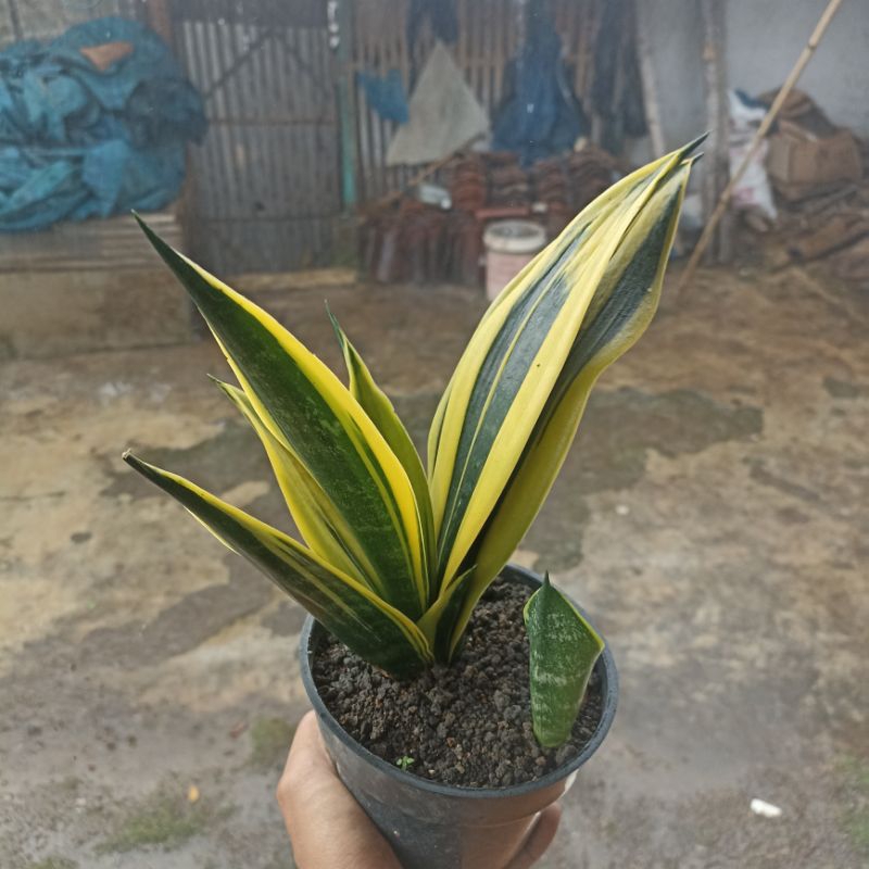 sansevieria gold flame