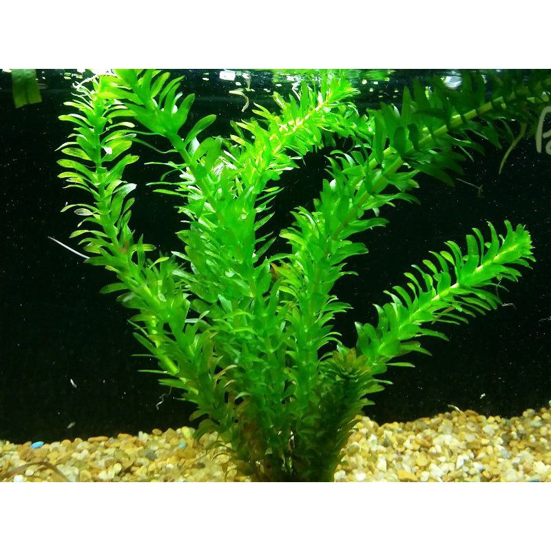 tanaman aquascape densa tanaman air aquascape