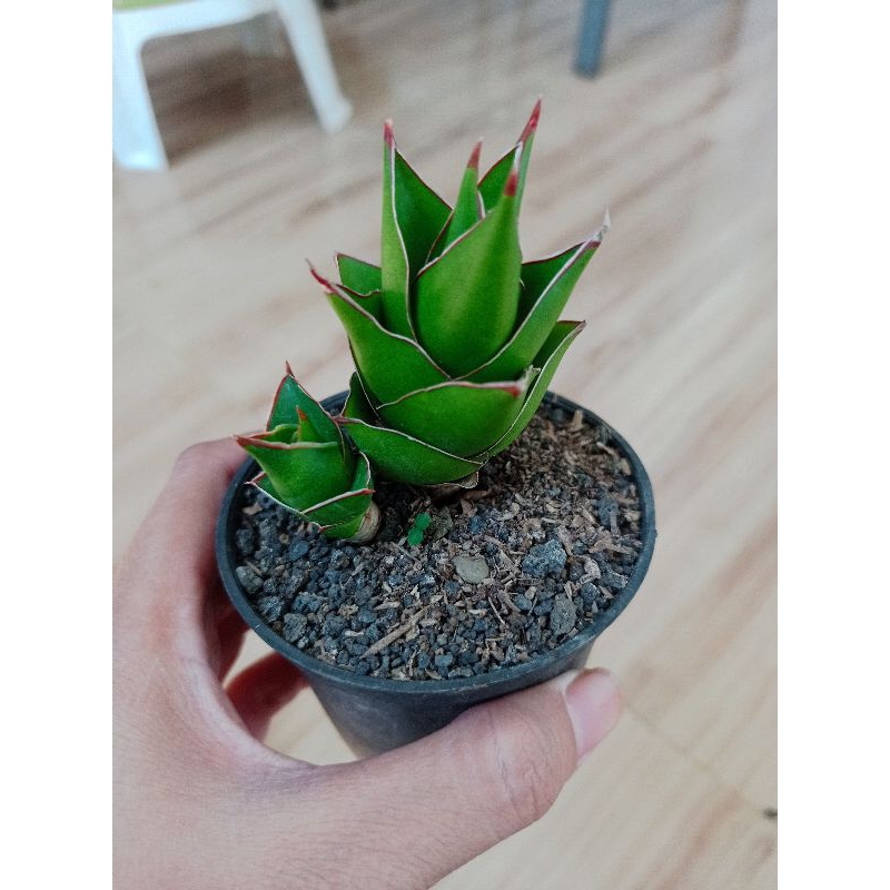 Tanaman hias pembersih udara mini sansevieria / sansivera hybrid tower