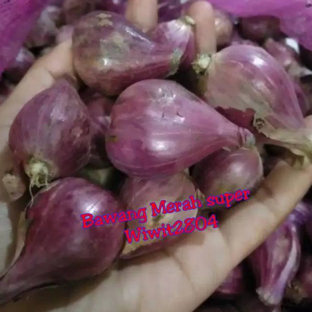 

Sup33r Pr0mo Bawang Merah Brebes Super ukuran besar 1kg [184]