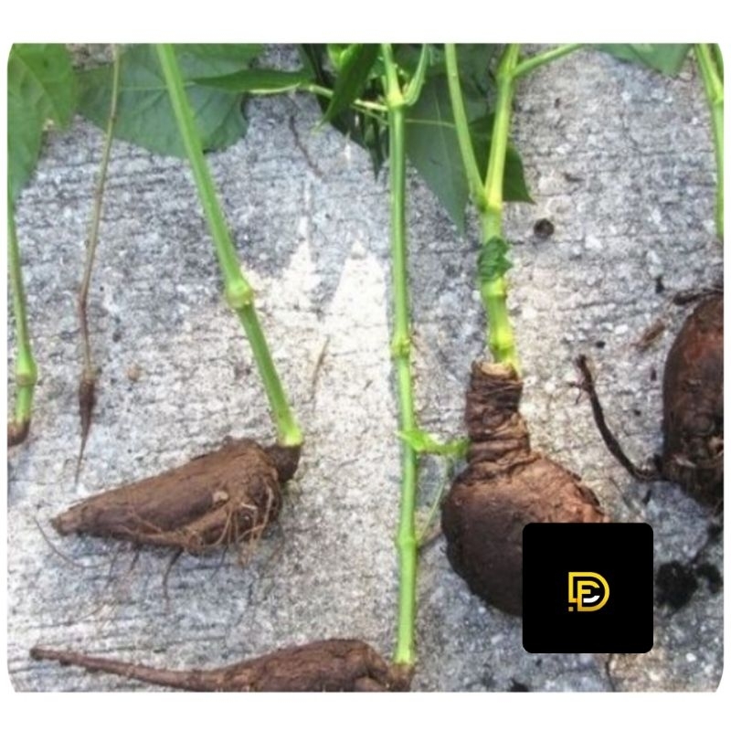 

Umbi bunga pukul empat segar 500 gram