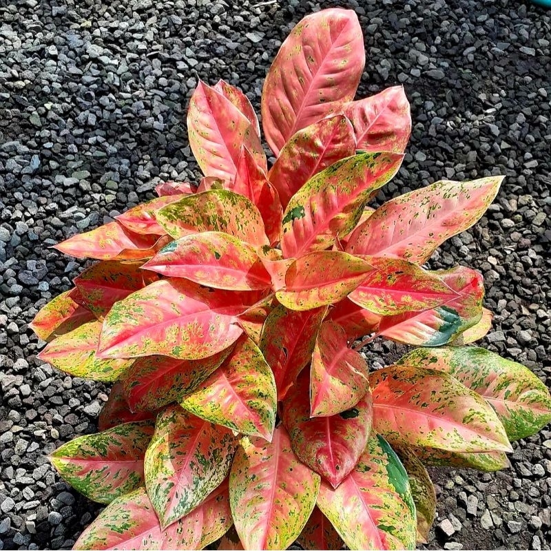 Aglonema Bigroy Tanaman Hias Bunga Aglaonema Murah Merah BUKAN bonggol bibit - tanaman hias hidup - 