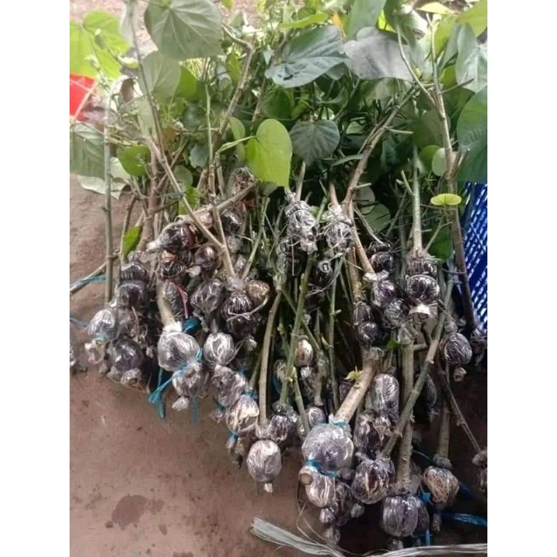 waru India bibit bonsai hasil cangkok