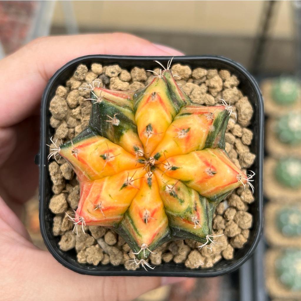 Kaktus Gymnocalycium LB Hybrid Varigata Seedling #11