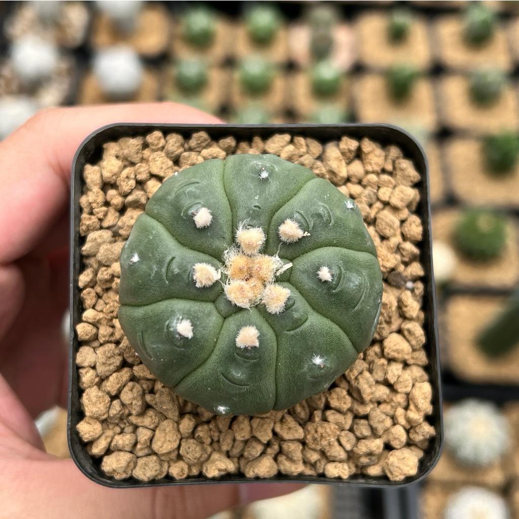 Kaktus Astrophytum Kikko Turtle | Astro Kikko #6