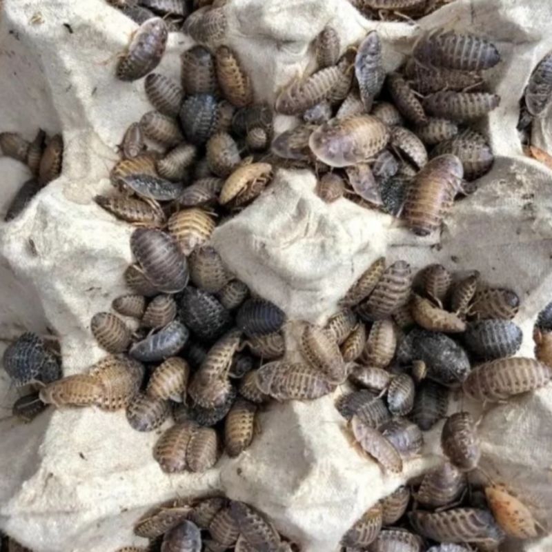 KECOA DUBIA 1cm 2cm 3cm 4cm ready termurah pakan ikan burung reptil arwana