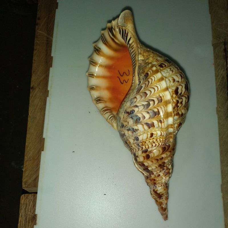 cangkang kerang Triton pajang 33cm
