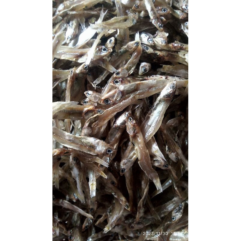 

teri ceples kering
