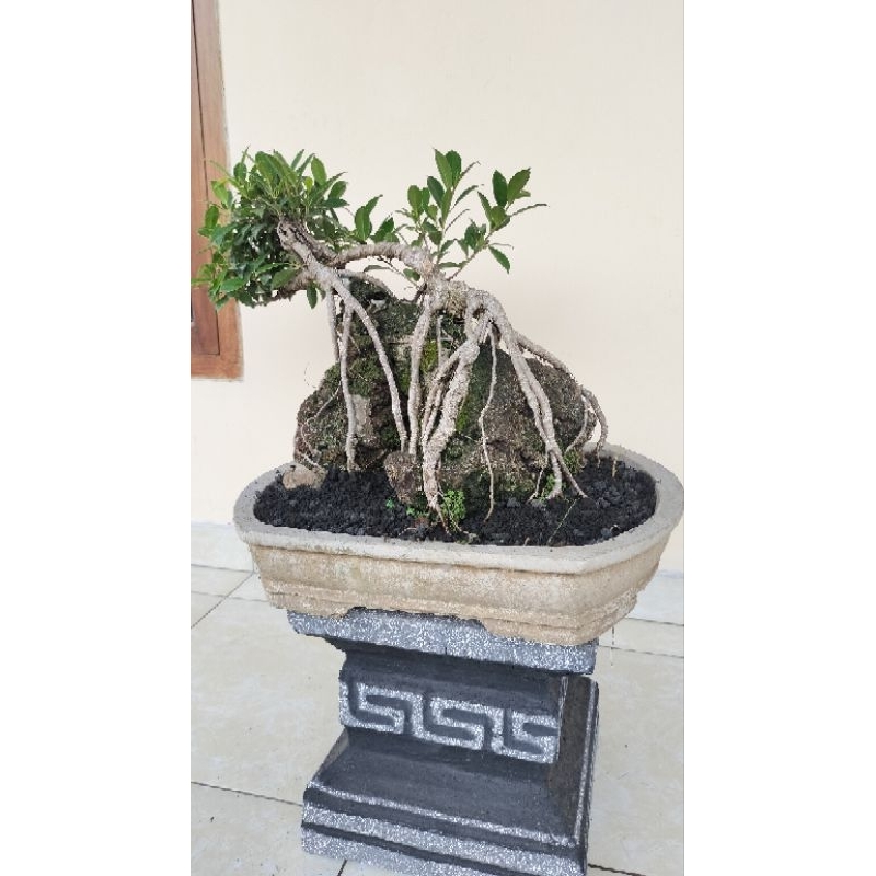 bonsai KIMENG siap pajang