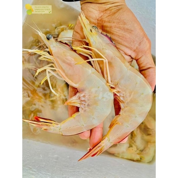 

Udang Peci Segar Udang Laut 1Kg