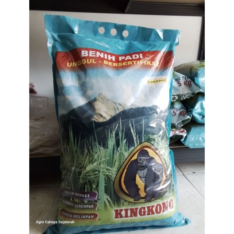TERLARIS BENIH PADI KINGKONG UNGGUL DAN BESERTIFIKAT VARIETAS CIHERANG 5KG