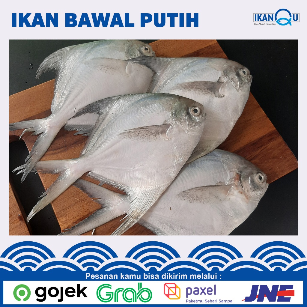 

FRESH Ikan bawal putih 1Kg isi 3-5 Ekor | ikan bawal putih segar harian | Fresh White pomfret fish