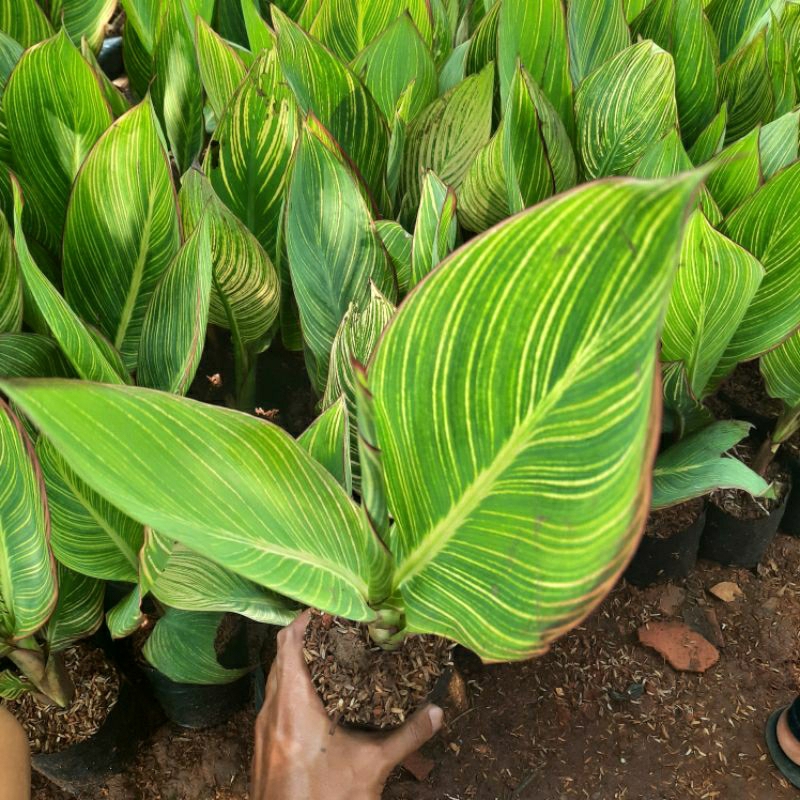 TANAMAN PISANG KANA / POHON PISANG KANA VARIGATA