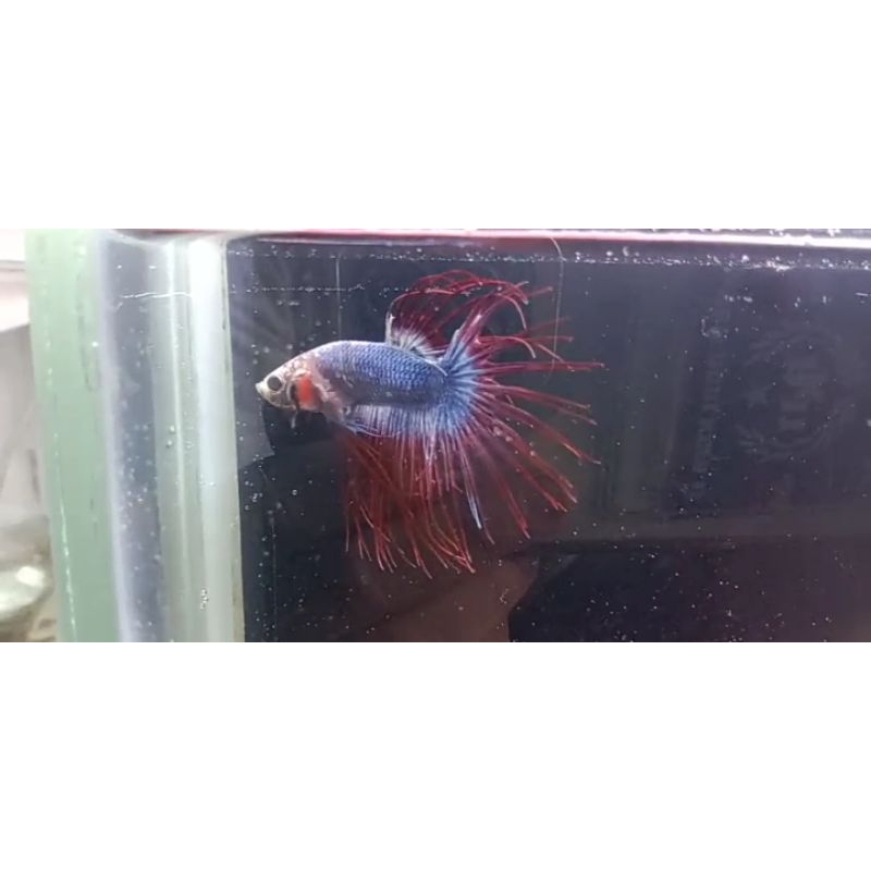 ikan cupang halfmoon hm ct serit