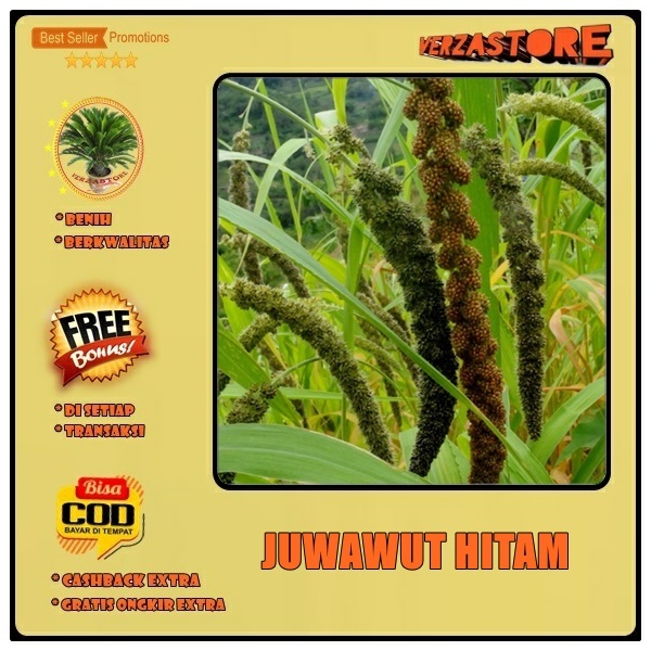 biji benih  juwawut jawawut jewawut hitam / 100 biji