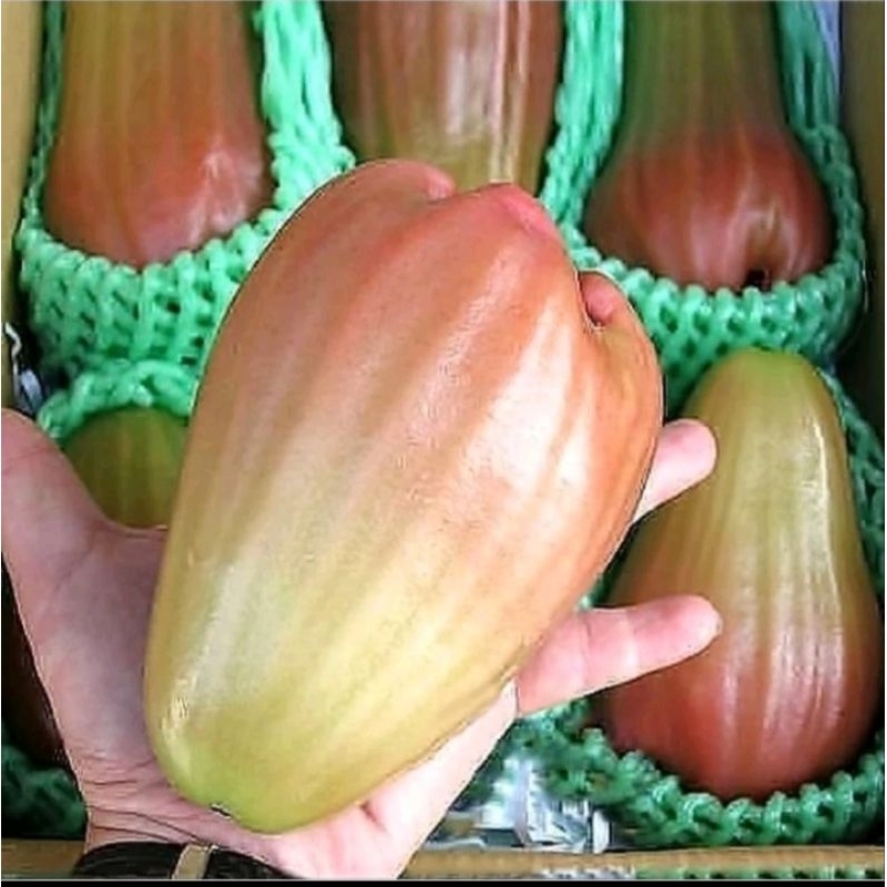 Bibit jambu air cangkok berbunga