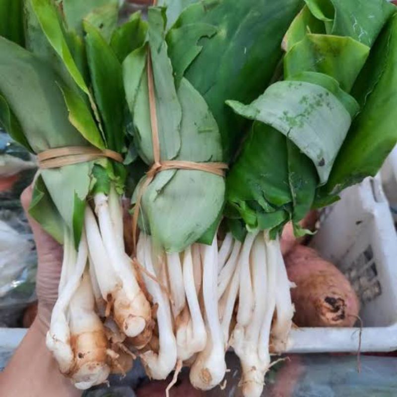 

daun kencur muda 500gram untuk lalap