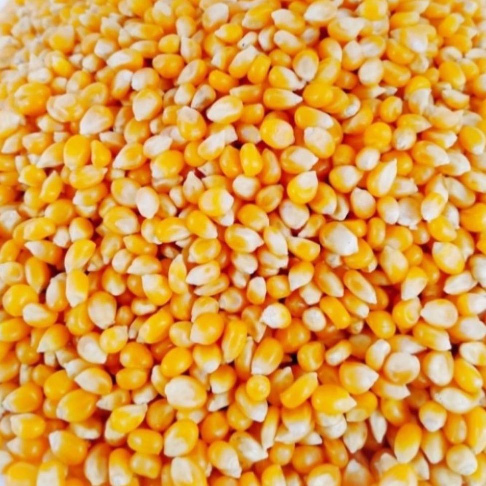 

YCLC2643 DISKON!!!!!!! Biji Jagung Popcorn Premium 1kg - P C Corn Kernel