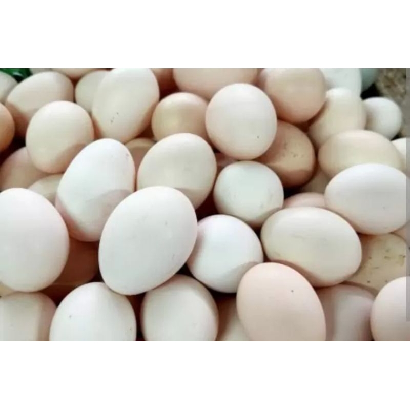 

Telur Ayam Kampung peliharaan sendiri 1 papan 30 butir