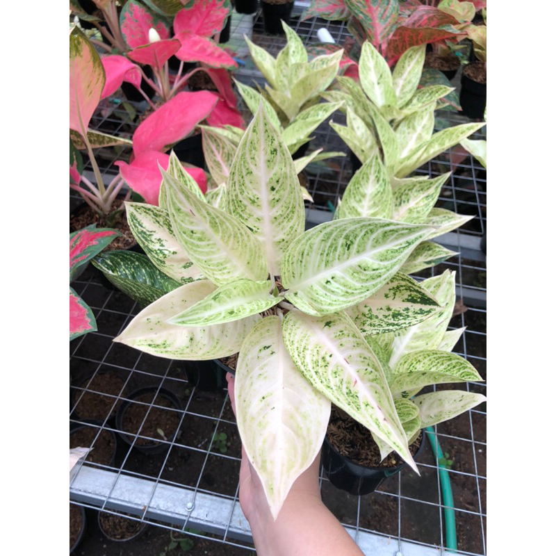 Aglaonema white legacy