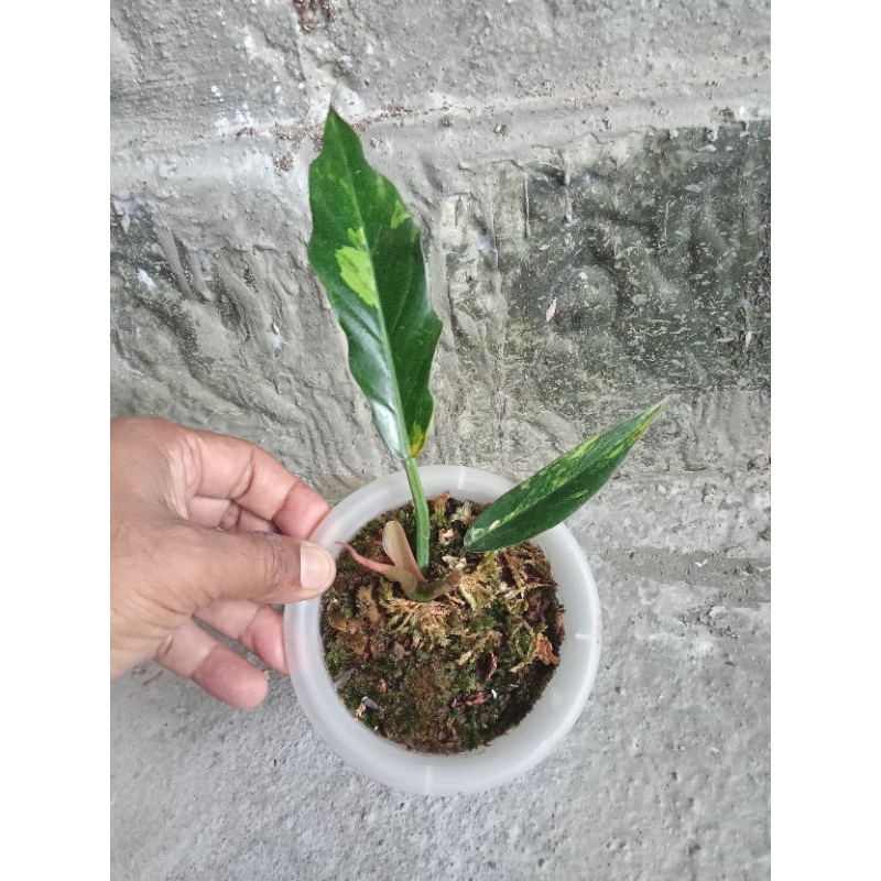 philodendron caramel marble varigata.