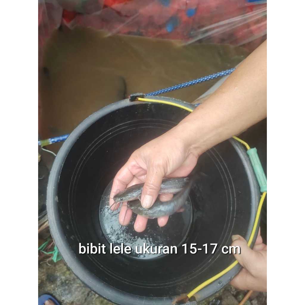 Bibit ikan Lele ukuran 15-17cm per ekor