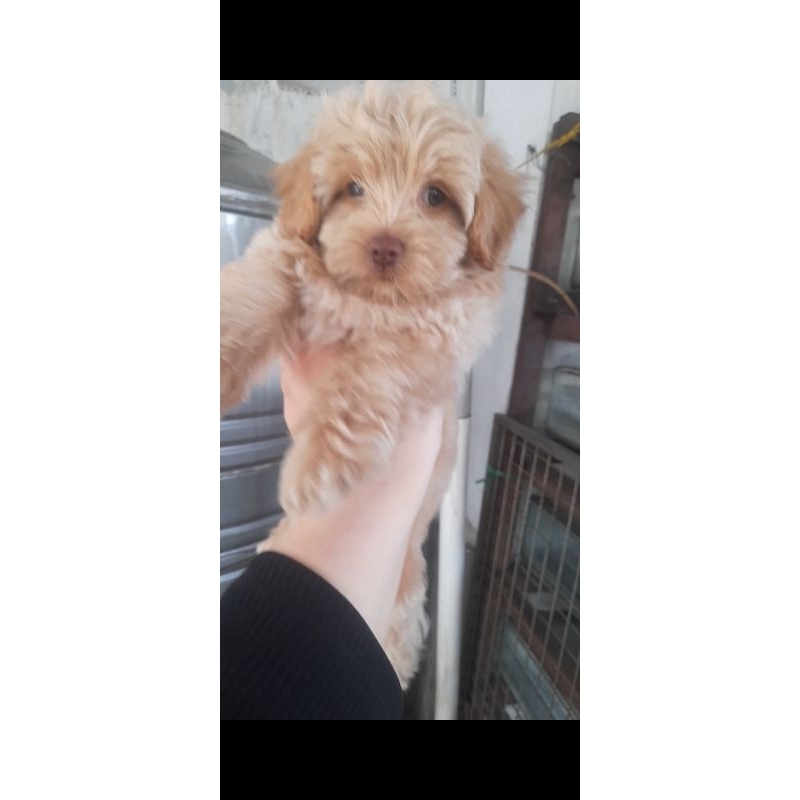 anjing poodle mix pomerian cantik bulu tebal