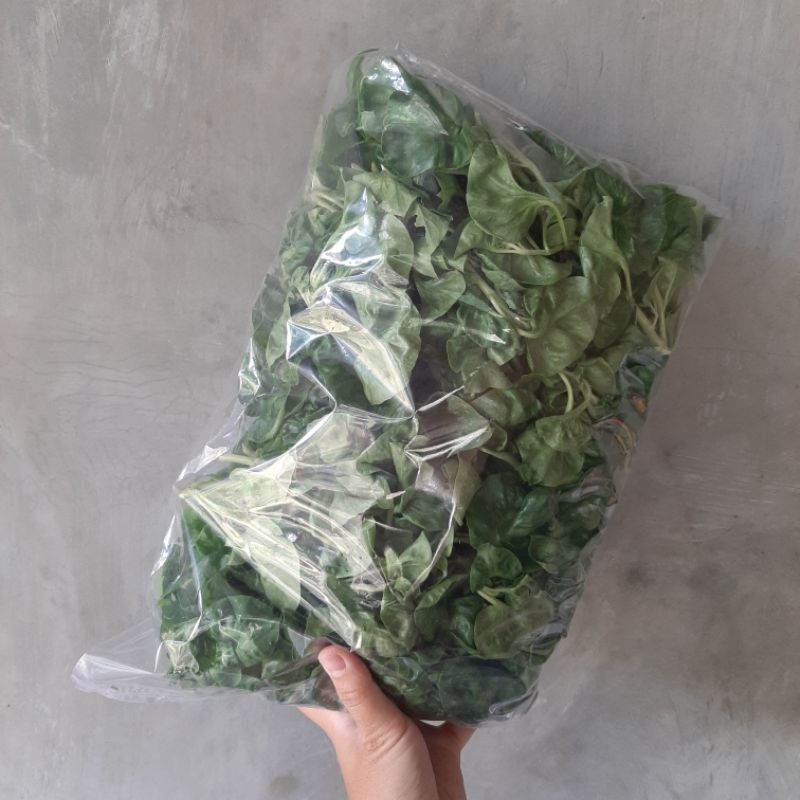 

Bayam brazil (tanpa akar)