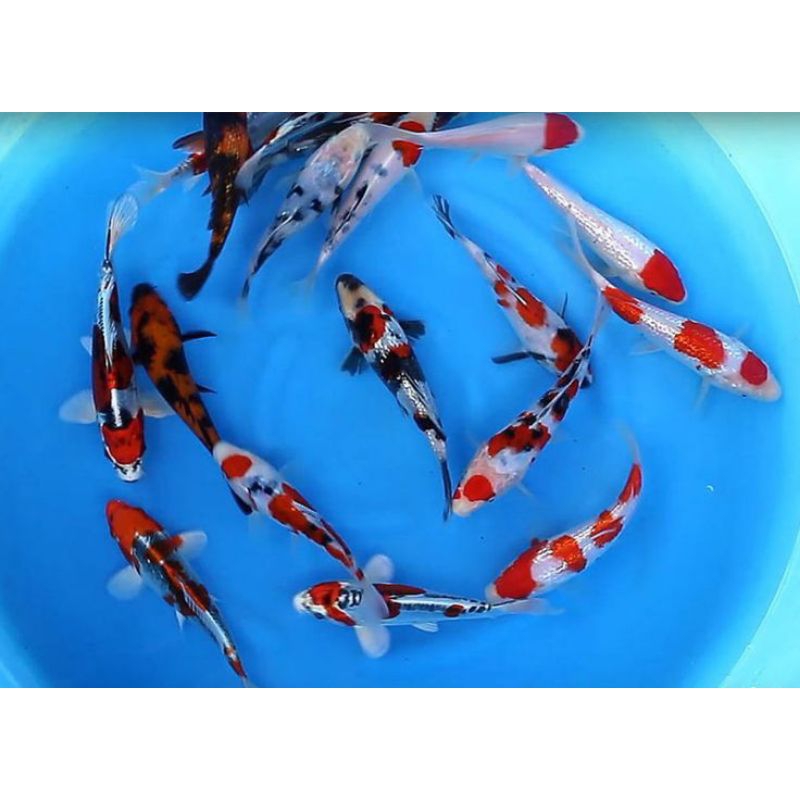 

TERLARIS!!! paket 6 ekor koi mix