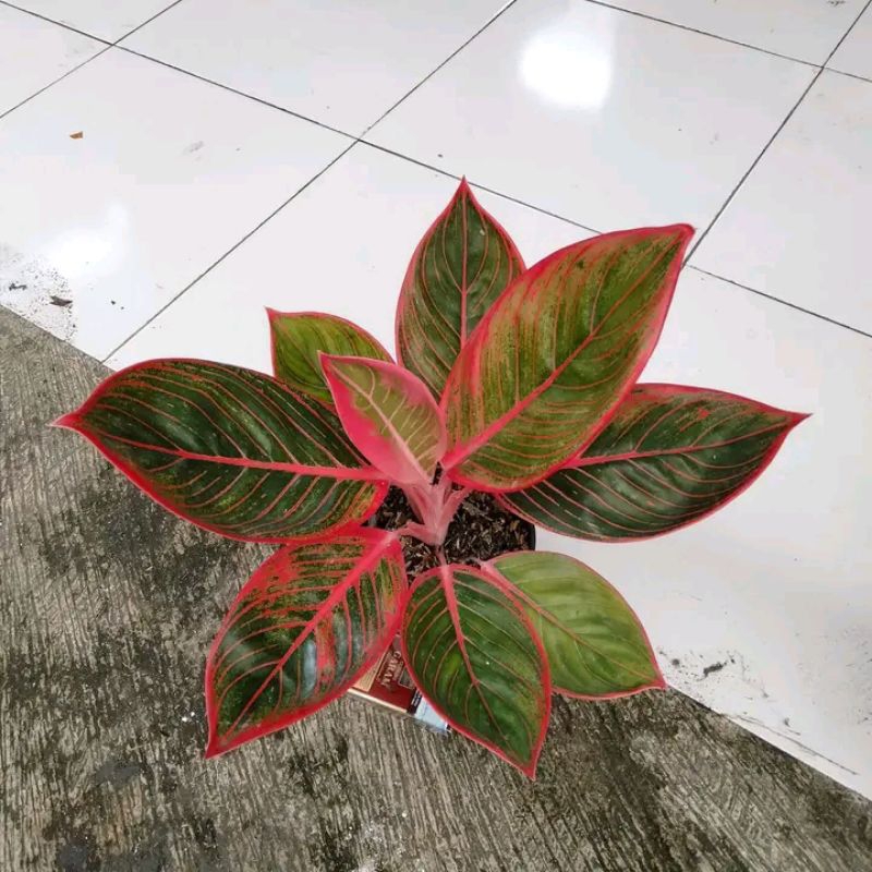 big sale promo aglonema Khanza bibit siap tumbuh