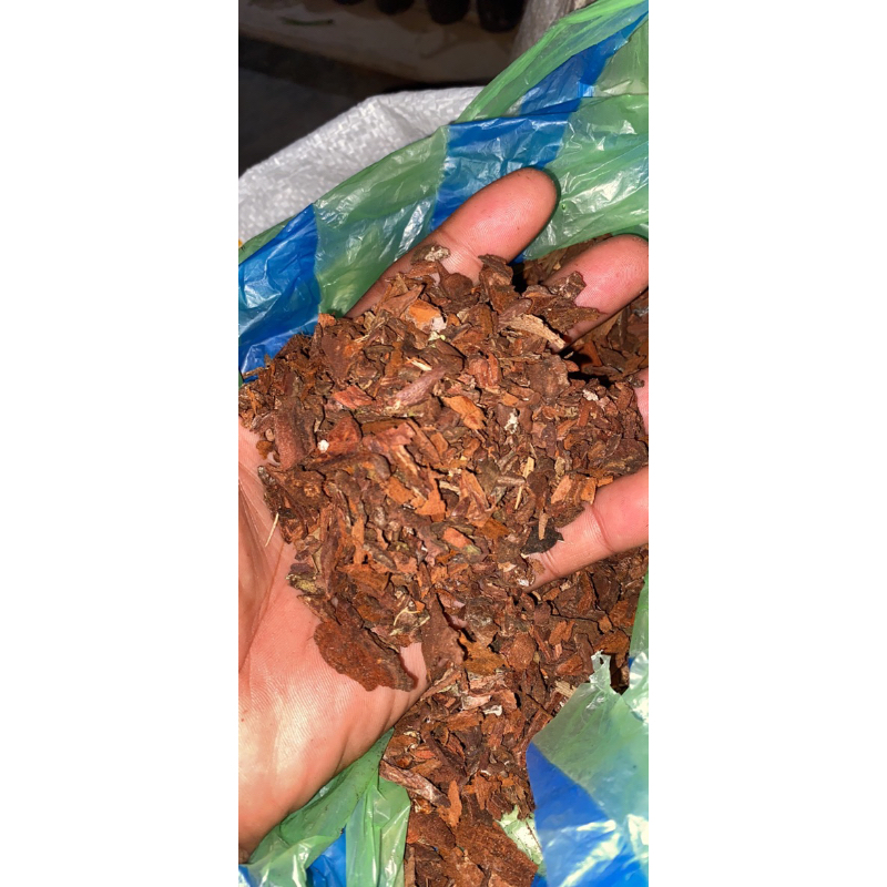 cacahan kulit pinus media tanam anggrek