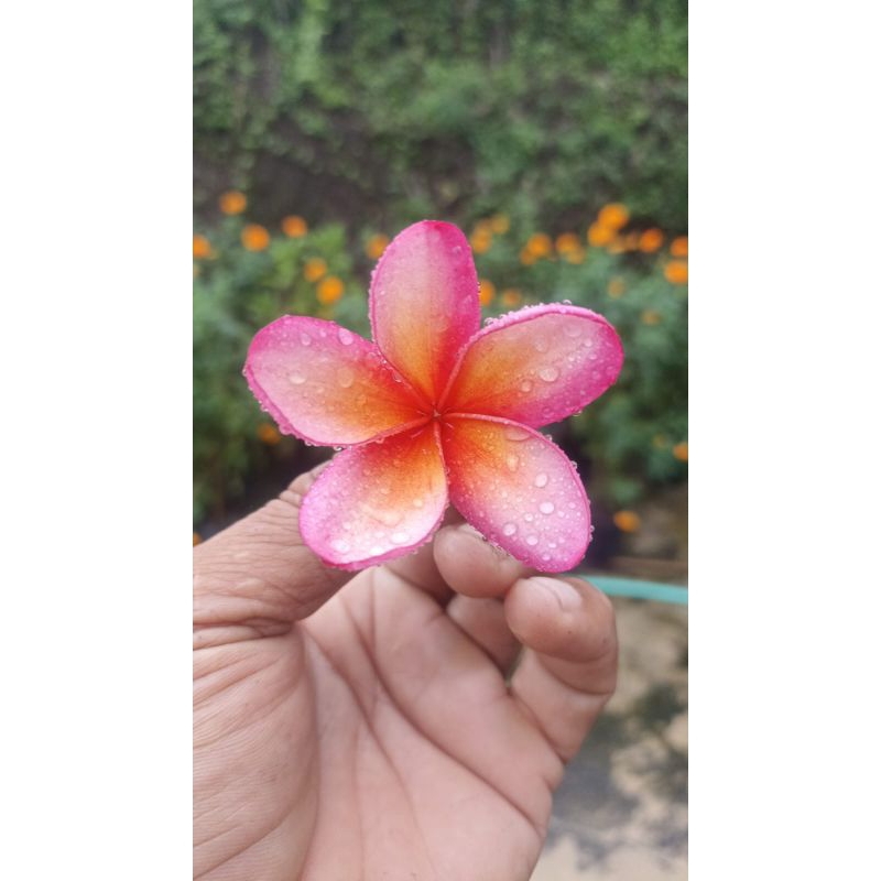 stek batang Kamboja bali pink